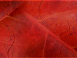 Looking Leaves PowerPoint Templates Looking Leaves PowerPoint Templates