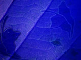 Looking Leaves PowerPoint Templates Looking Leaves PowerPoint Templates